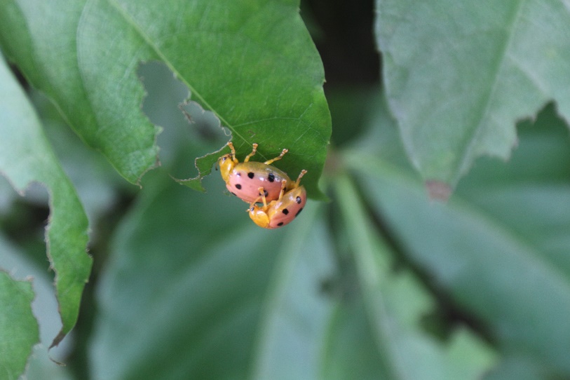 1562575498114550.jpg 昆虫习性.jpg